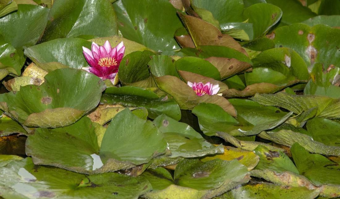 Kuldīga Brivdienu Maja Amatnieki 빌라 외부 사진